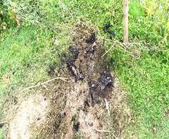 Reporter Stories: পূর্ব বর্ধমানের রায়নায় প্রৌঢ়ার রহস্যমৃত্যু, বাড়ির কাছেই উদ্ধার দগ্ধ মৃতদেহ