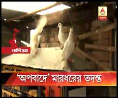 পায়রা চুরির অভিযোগ, সালিশি সভায় যুবককে বেধড়ক মার, বাঁচাতে এলে বৃদ্ধাকেও প্রহার 
