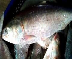 ইলশেগুঁড়ি বৃষ্টিতে দিঘায় ইলিশের ঢল, উঠল ১০ টন ইলিশ 