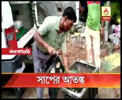 জলপাইগুড়ির একাধিক ব্লকে জল সরতেই সাপের আতঙ্ক, আজ এক বিদ্যালয়ের রান্নাঘর থেকে উদ্ধার গোখরো