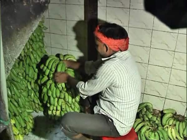 Toxic chemicals used to ripen bananas in Delhi? - Toxic Chemicals In Bananas