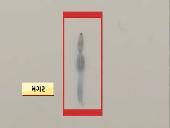 વડોદરામાં પૂરના કારણે ઘર સુધી મગર આવી ગયા, કોના પર કર્યો હુમલો ? જુઓ વીડિયો