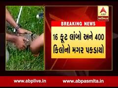 પુર બાદ વડોદરામાંથી 16 ફૂટ લાંબો ને 400 કિલો વજનવાળો મગર પકડવામાં આવ્યો, જુઓ વીડિયો