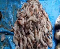 Reporter Stories: কালনায় বিষাক্ত ক্যামিক্যাল ব্যবহার করে চিংড়ি শিকার 