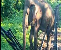 জলপাইগুড়ির মহানন্দা অভয়ারণ্যে ট্রেন চালকের তৎপরতায় রক্ষা পেল হাতি
