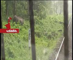 দার্জিলিঙে ট্রেন চালকের তৎপরতায় রক্ষা পেল হাতি