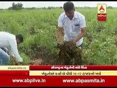 વરસાદના કારણે મગફળી અને કપાસના પાક ધોવાયા, ખેડૂતોમાં ચિંતા, જુઓ વીડિયો