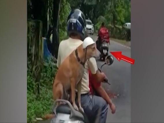 Sansani: Man makes his dog wear helmet due to new Motor Vehicle act, video goes viral