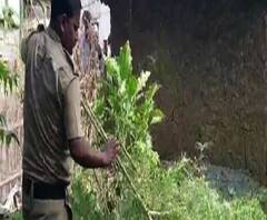Reporter Stories: মেমারির মির্জাপুরে গাঁজার গাছ কাটল পুলিশ
