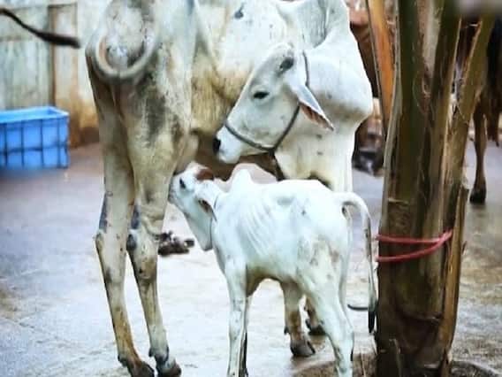 Inside Hapur's cow factory: Artificial breeding lab| Ghanti Bajao 