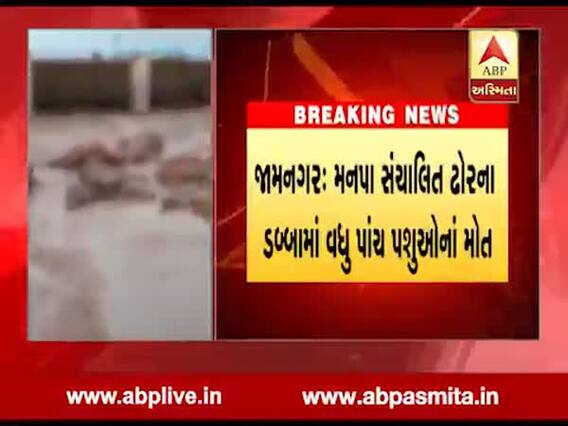 જામનગર: મનપા સંચાલિત ઢોરના ડબ્બામાં વધુ પાંચ પશુઓનાં મોત, જુઓ વીડિયો