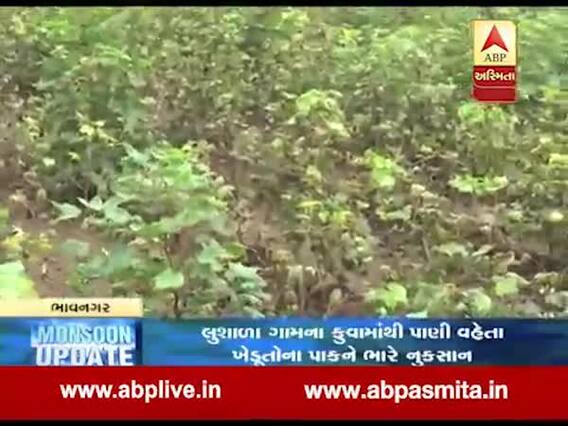 ભાવનગર જિલ્લામાં કપાસ, મગફળી, તલ અને જુવારના પાકને નુકસાન, જુઓ વીડિયો