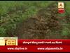 સતત વરસાદના કારણે કપાસ અને મગફળીના પાકને ભારે નુકસાન, જુઓ વીડિયો