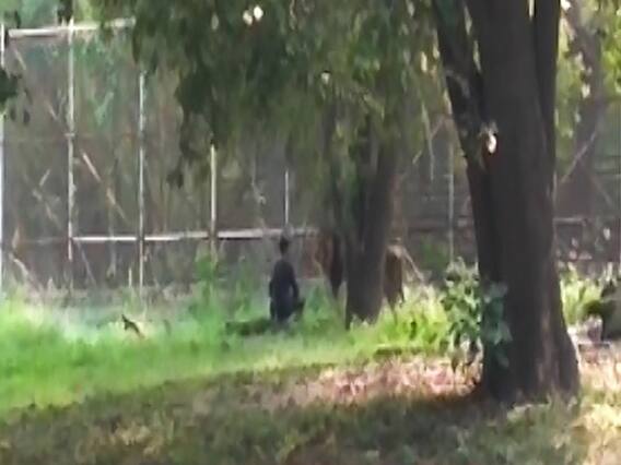 Man jumps into lion enclosure at Delhi zoo, rescued | News @ 7