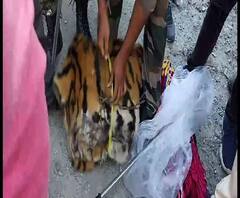 আলিপুরদুয়ারের হাসিমারা থেকে উদ্ধার রয়্যাল বেঙ্গল টাইগারের চামড়া, হাতেনাতে পাকড়াও ভুটানের দুই বাসিন্দা