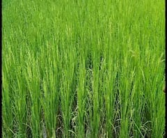 Reporter Stories: অকাল বৃষ্টির জন্য চাষবাসের ব্যাপক ক্ষতি পূর্ব মেদিনীপুরে