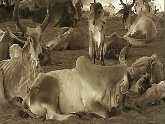 गाय के लिए याद आए गांधीजी ! देखिए गाय के नाम पर हिंसा के खिलाफ 'गांधीगिरी' !