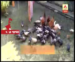 ক্যানিংয়ে পোষা পায়রা কেটে রান্নার অভিযোগ, প্রতিবাদ করায় দুই পরিবারের মধ্যে সংঘর্ষ