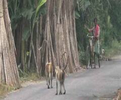 Reporter Stories: নদিয়ার সুরেশনগর গ্রামে হনুমানের তাণ্ডব, ভীত গ্রামবাসীরা