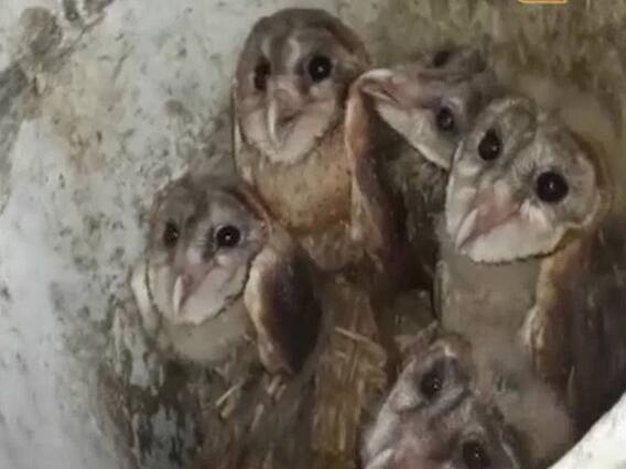 सनसनी: इंसानों के 'अंधविश्वास' और 'लालच' में फंसी बेजुबान पक्षी की जान 