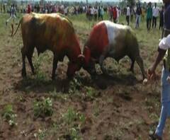 Manmad | मनमाडमध्ये गवळी समाज, दूध उत्पादकांकडून रेड्यांच्या टकरीचं आयोजन | नाशिक | ABP Majha