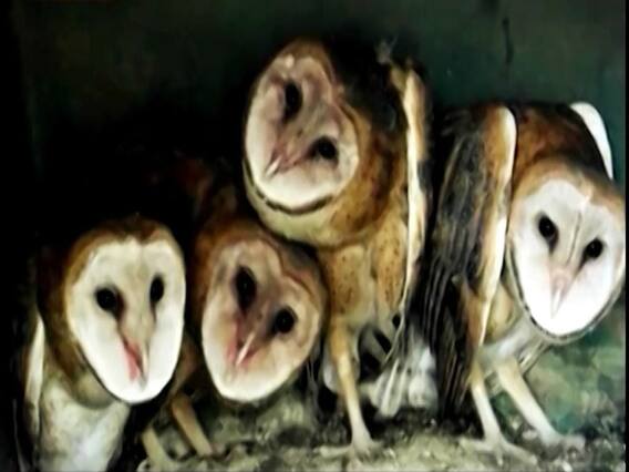 Sansani: Owls targeted by tantriks on Diwali