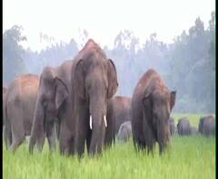 পশ্চিম মেদিনীপুরের শালবনি ব্লকে হাতির হানা, শস্যক্ষেতে তাণ্ডব