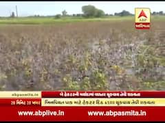 ખેડૂતોને પાકમાં નુકસાનઃ બે હેક્ટરની મર્યાદામાં વળતર ચૂકવાય તેવી શક્યતા, જુઓ વીડિયો