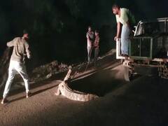 વડોદરા નેશનલ હાઈવે પર આવી ચડ્યો મહાકાય મગર, કેવી રીતે કરાયું રેસ્ક્યૂ? જુઓ વીડિયો