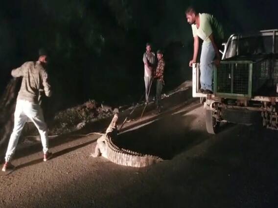 વડોદરા નેશનલ હાઈવે પર આવી ચડ્યો મહાકાય મગર, કેવી રીતે કરાયું રેસ્ક્યૂ? જુઓ વીડિયો