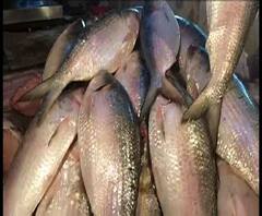 Reporter Stories: পুজোর আগে শিলিগুড়ির বাজারে ঢালাও পদ্মার ইলিশ
