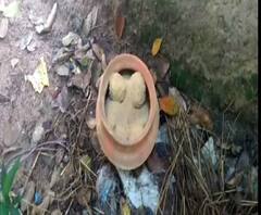 বর্ধমানে বিজেপি কর্মীর বাড়ির পাশে উদ্ধার বোমা, অশান্তি পাকাতে মজুত, দাবি তৃণমূলের, খারিজ গেরুয়া শিবিরের