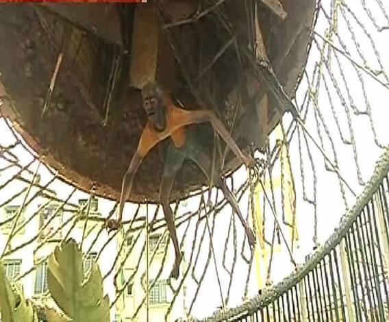 ভাবনায় বিশ্ব জুড়ে উদ্বাস্তু সমস্যা, এবিপি আনন্দর সমাজ ভাবনায় সেরা শারদ আনন্দ সম্মান জিতল রাজডাঙা নবউদয় সঙ্ঘ