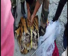 উত্তরবঙ্গে আন্তর্জাতিক পাচারচক্রের হদিশ, উদ্ধার রয়্যাল বেঙ্গল টাইগারের চামড়া, ধৃত ২