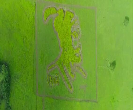 Chhatrapati Sambhaji Raje | देवगडातल्या शेतात साकारली छत्रपती संभाजीराजेंची प्रतिमा | सिंधुदुर्ग | ABP Majha