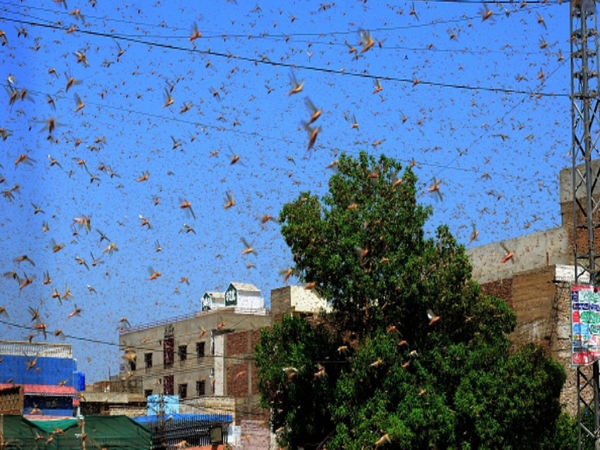 Watch How India Is Countering The Rampant Locust Attack Emanating From Pakistan