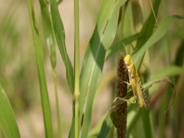 Pak PM orders to catch locusts and sell them as chicken feed